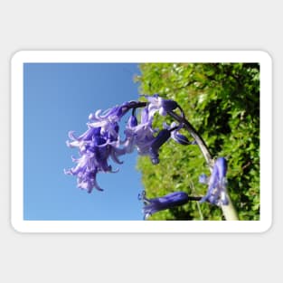 Look up - Blue Skies, Bluebells Sticker